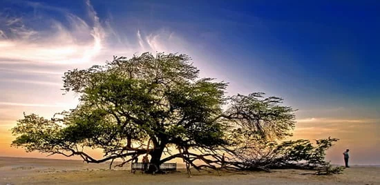 Tree of Life