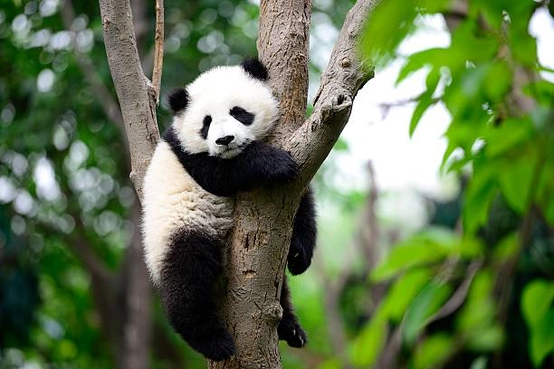 Chengdu (Giant Pandas)