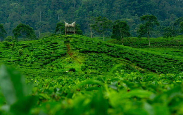 Tea Gardens