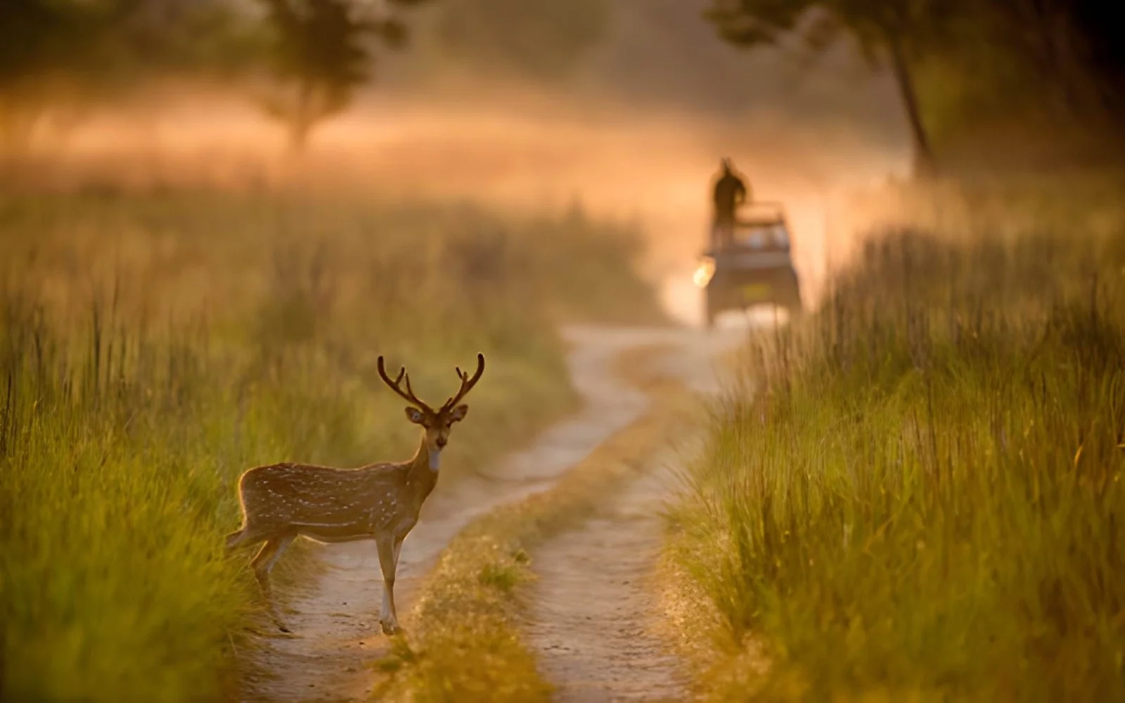 Jim Corbett & Nainital