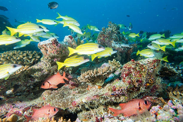 Banana Reef