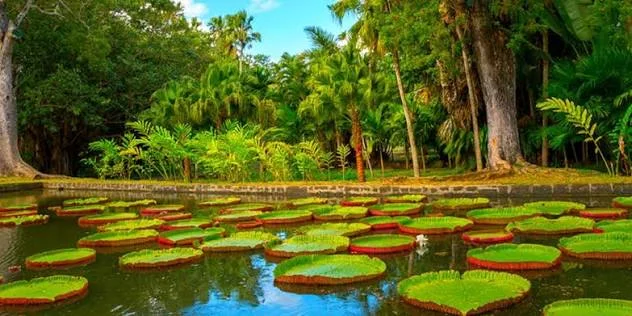 Pamplemousses Botanical Garden