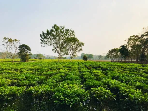 Tea Gardens
