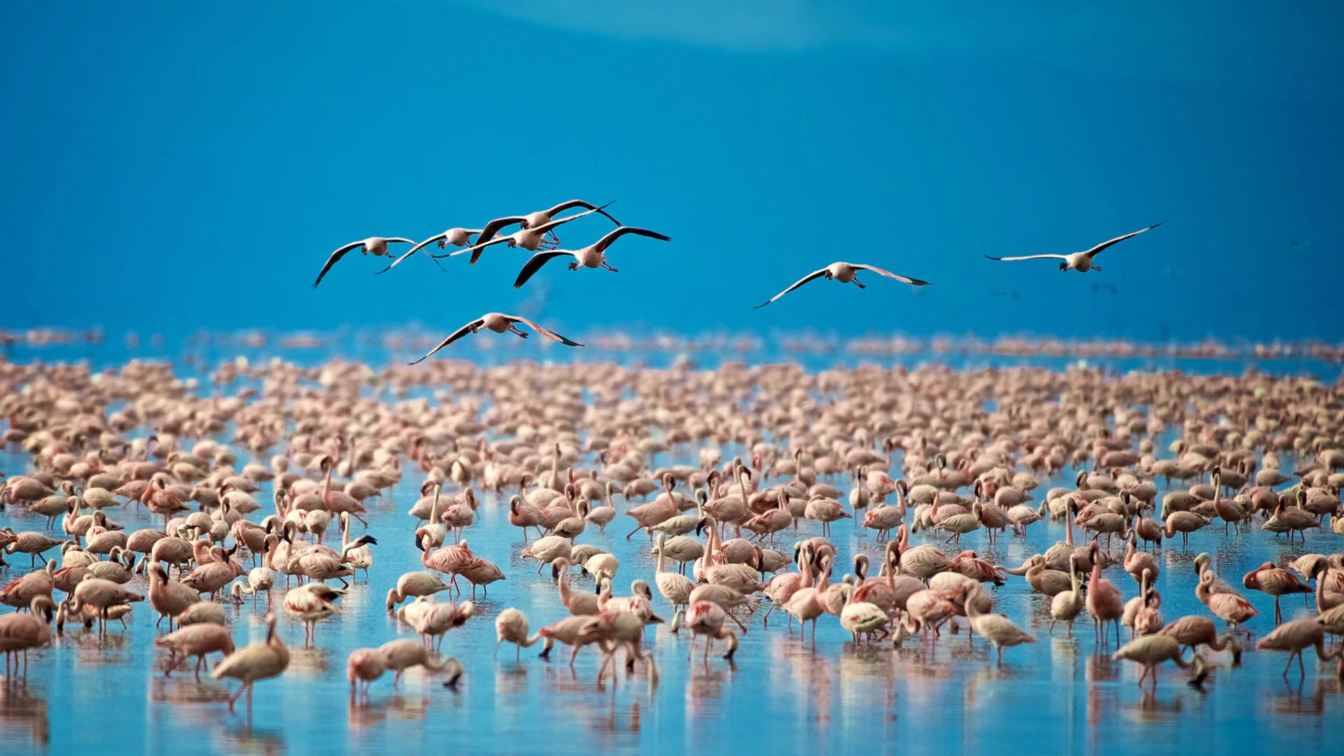 Lake Manyara National Park