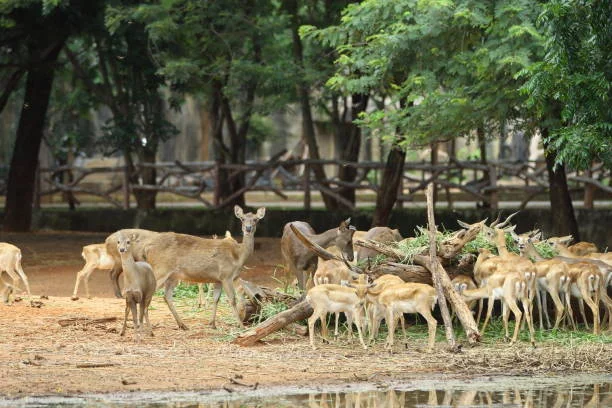 Sri Venkateswara Zoological Park